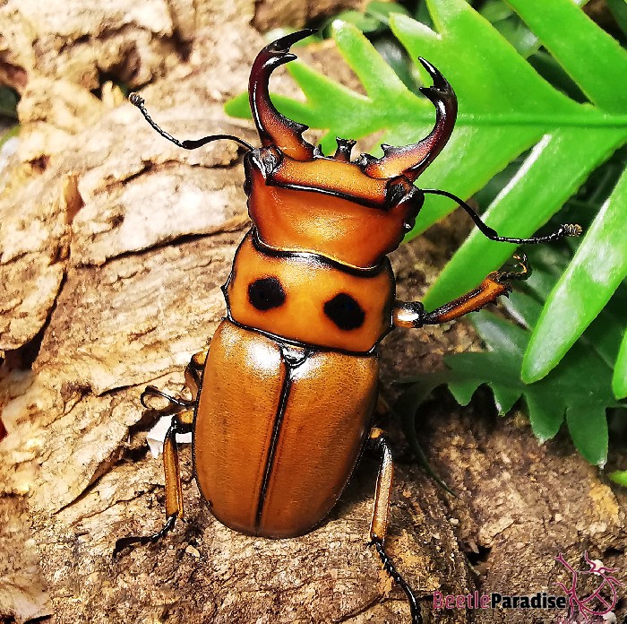 Homoderus gladiator.jpeg?ph=